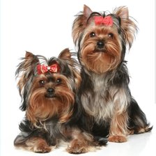 Схема вышивки «Yorsay 1»