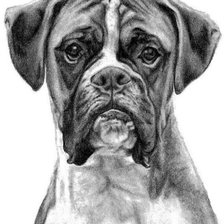 Схема вышивки «Bóxer»