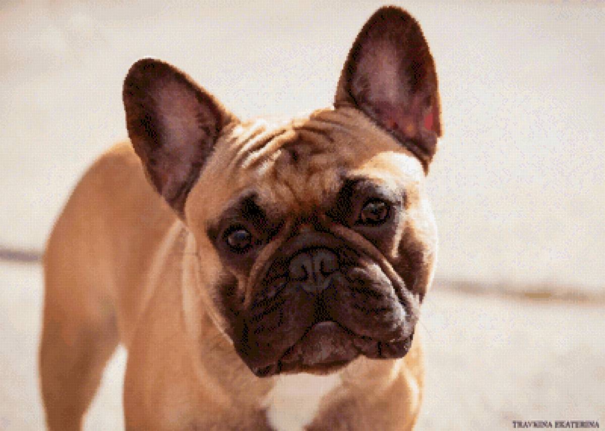 №2707956 - предпросмотр