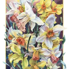 Схема вышивки «Нарциссы»