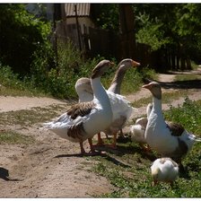 Схема вышивки «Гуси»