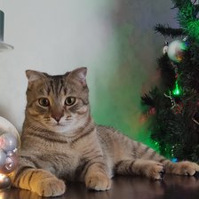 Схема вышивки «Кот в Новый год»