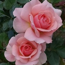 Схема вышивки «ROSE 2»