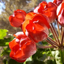 Схема вышивки «Красная герань»