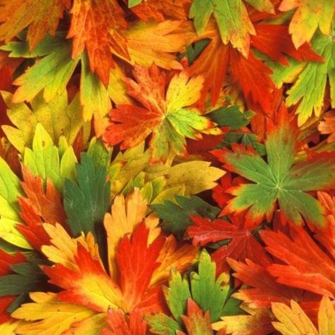 подушка листья - оригинал