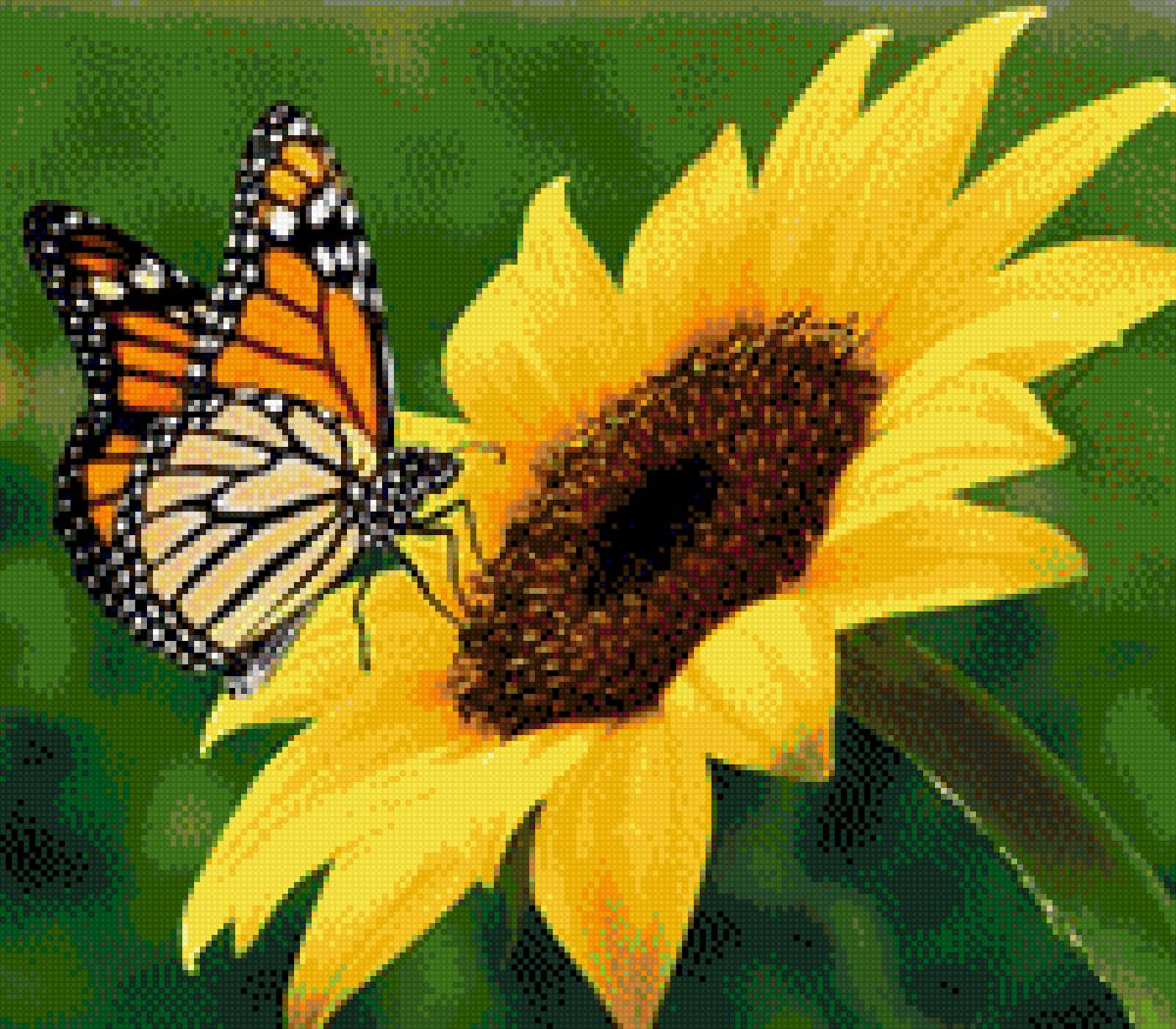 Mariposa y Girasol - girasol, flor, monarca, mariposa - предпросмотр