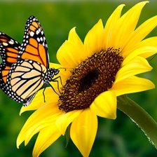 Схема вышивки «Mariposa y Girasol»