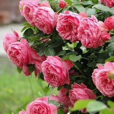 Схема вышивки «Розовый куст»