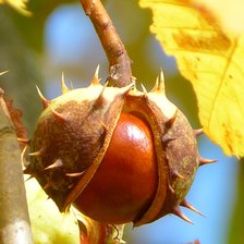 Схема вышивки «Орех каштана»