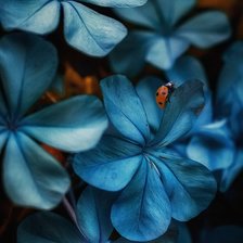 Божья коровка на синих цветах