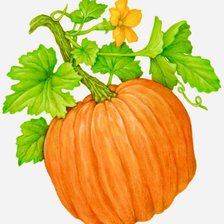 Схема вышивки «calabaza»