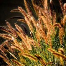 Схема вышивки «Злаки»