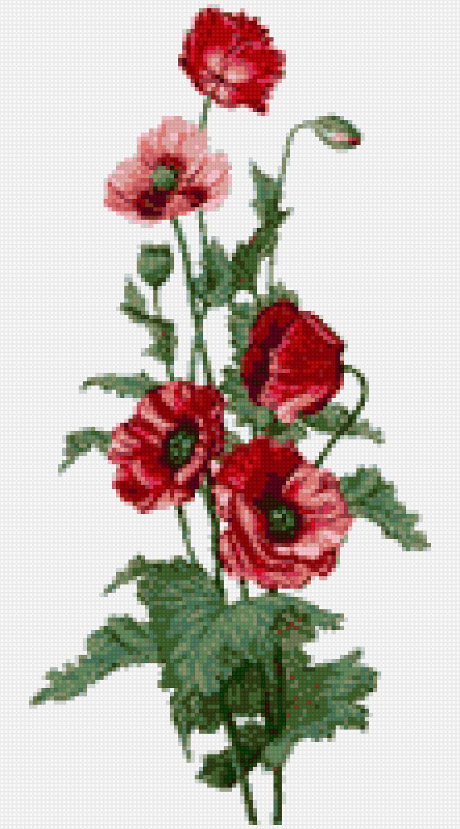 Makovi - предпросмотр