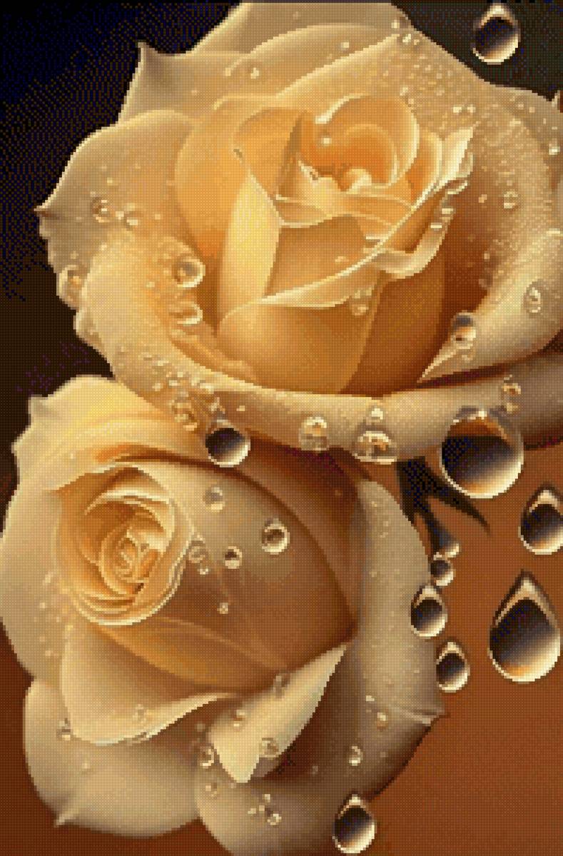 Желтые розы - цветы - предпросмотр