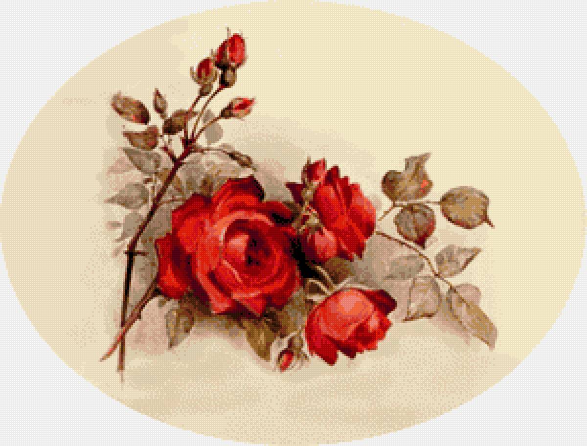 Ruze - предпросмотр