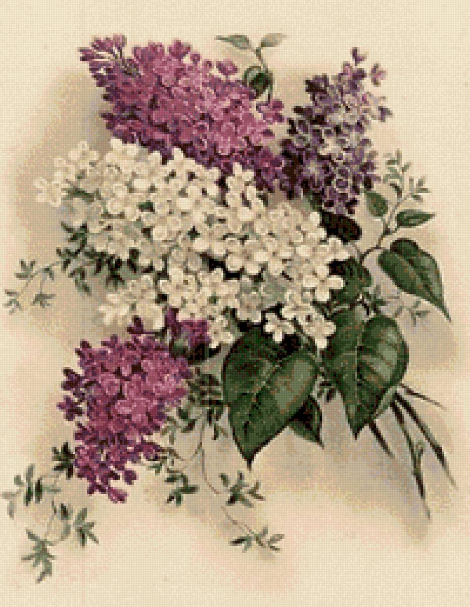 Jorgovani - предпросмотр