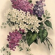 Схема вышивки «Jorgovani»