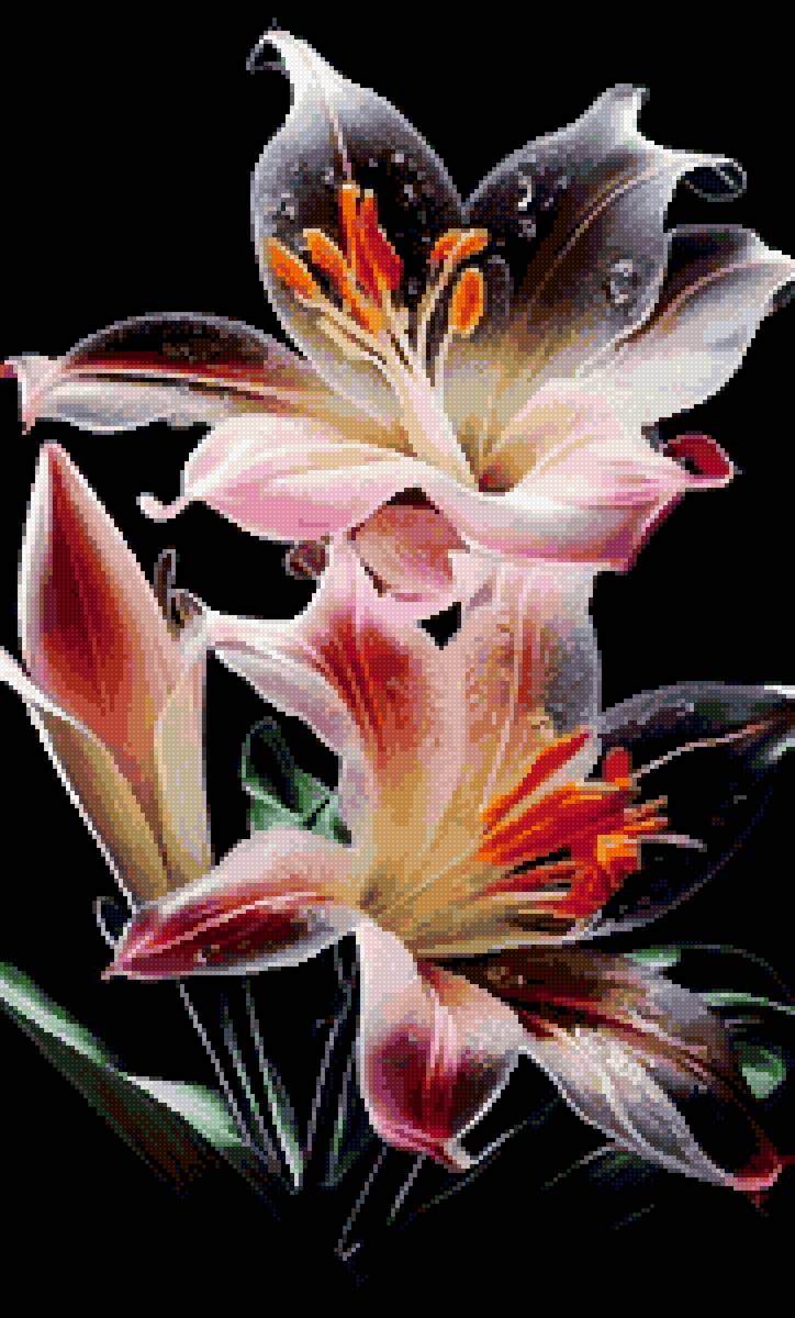 лилии - предпросмотр