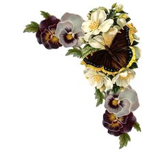 Цветы Анютины глазки