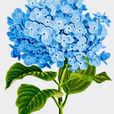 Схема вышивки «dalias»