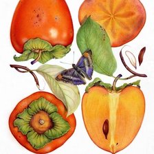 Схема вышивки «persimmon»