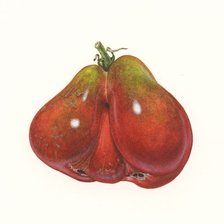 Схема вышивки «tomate rojo»