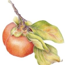 Схема вышивки «persimmon»
