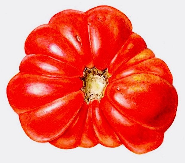 tomate - оригинал