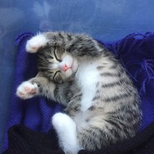 Схема вышивки «Кисель»