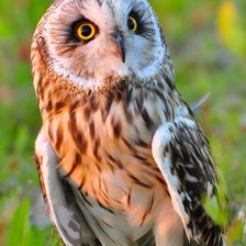 Схема вышивки «Совушка»