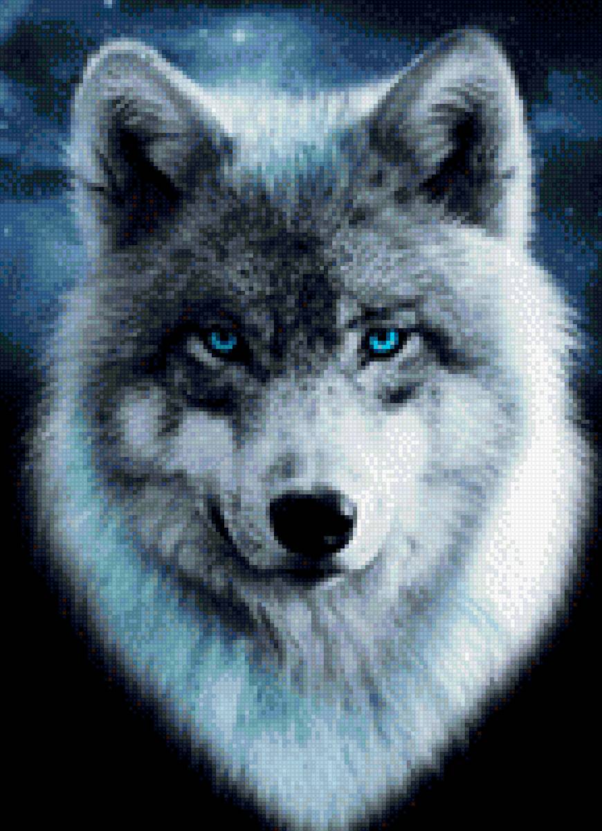 волк - волк, взгляд, глаза - предпросмотр