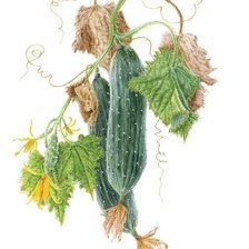 Схема вышивки «Calabasas»