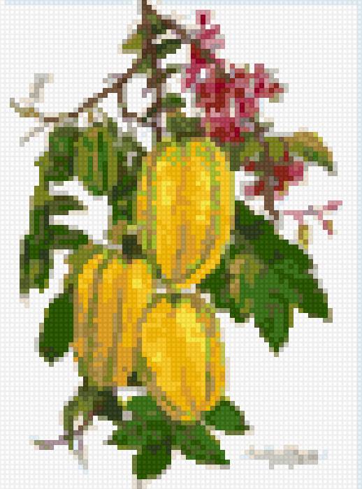 Stella fruit - предпросмотр