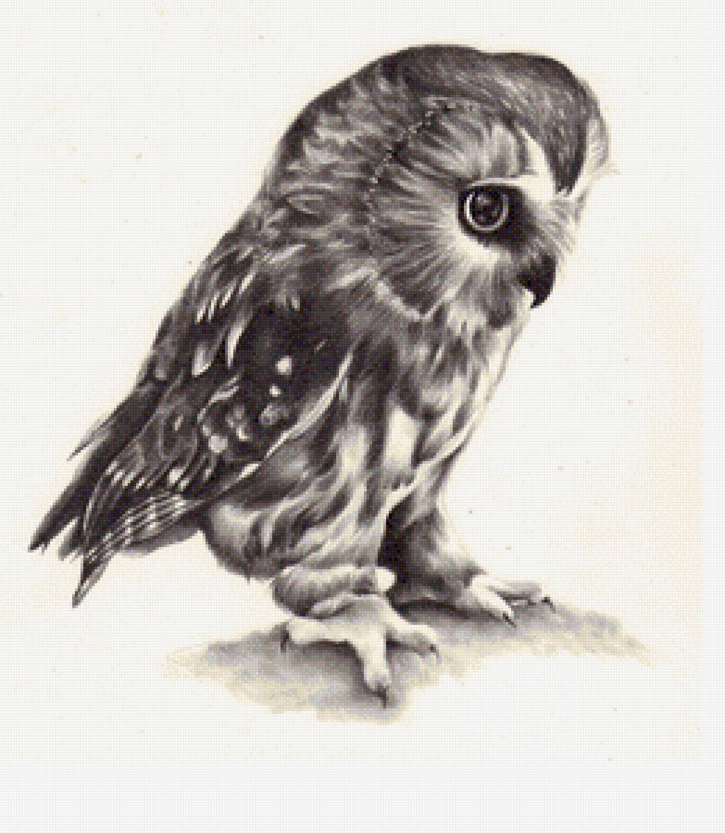 Совушка черно-белая - предпросмотр