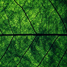 Схема вышивки «Лист»