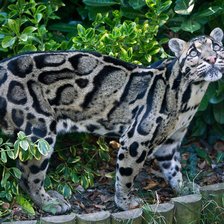 Схема вышивки «Дымчатый леопард»