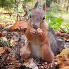 Схема вышивки «№2720808»