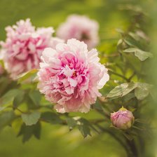 Схема вышивки «пион»