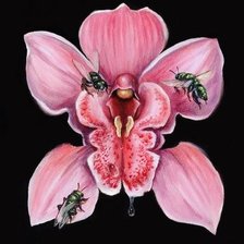 Схема вышивки «vida silvestre»