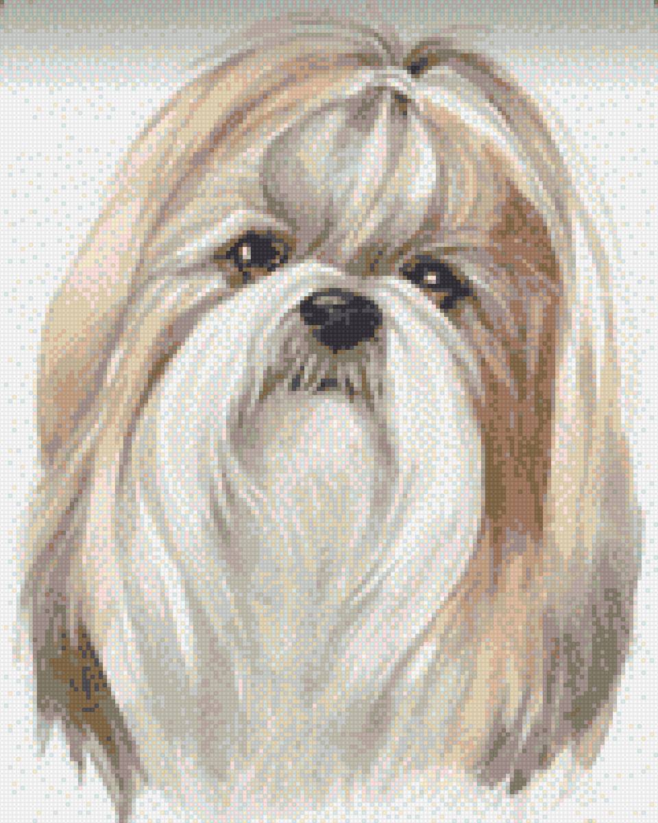 ShihTzu - perro, shihtzu - предпросмотр