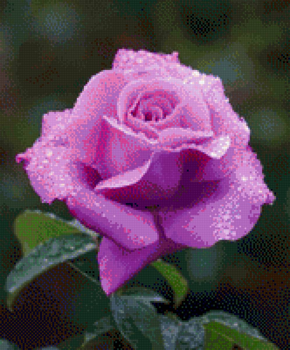 Pink rose - предпросмотр