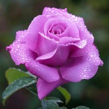 Схема вышивки «Rose1»