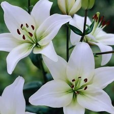 Схема вышивки «Белая лилия»