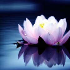 Схема вышивки «Лотос на воде»