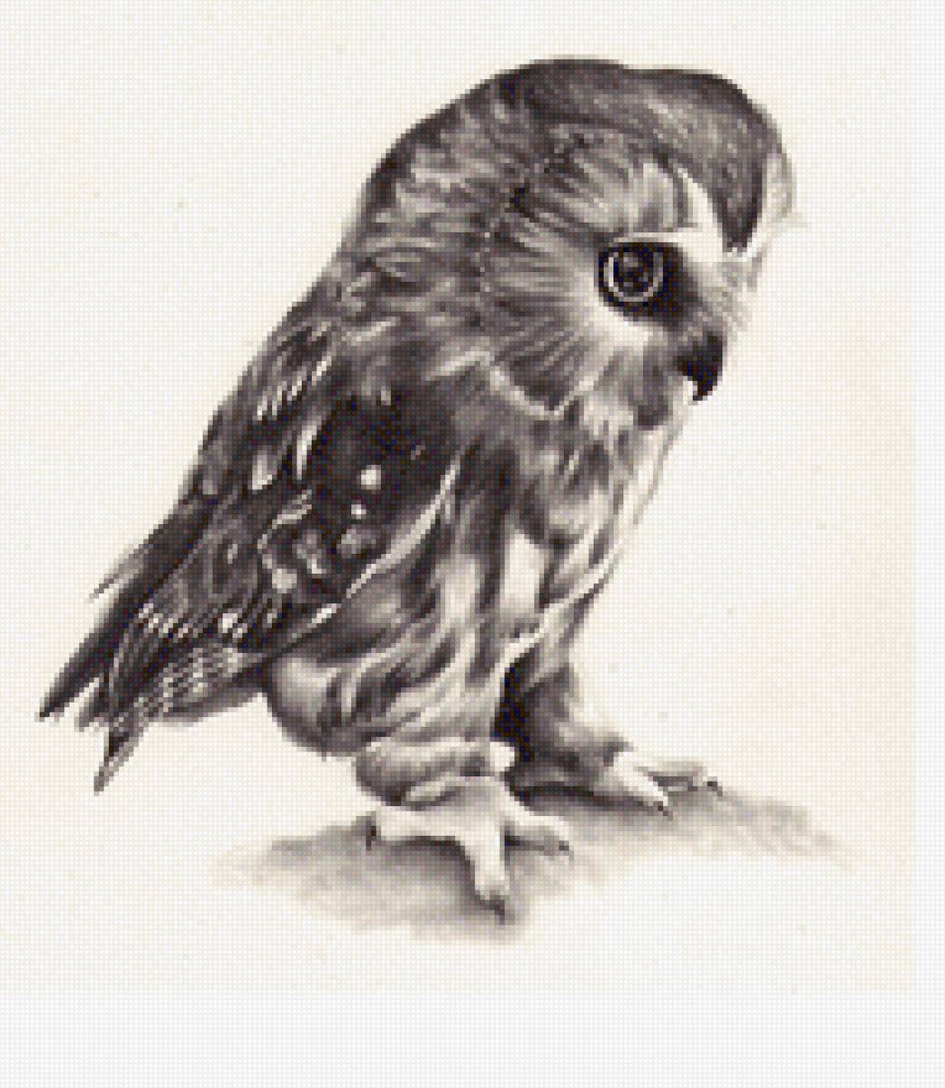 Совушка маленькая - предпросмотр