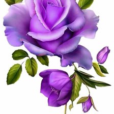 Схема вышивки «Purple róe1»