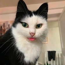 Схема вышивки «Кот»