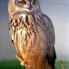 Схема вышивки «Сова»