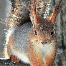 Схема вышивки «Бельчонок»