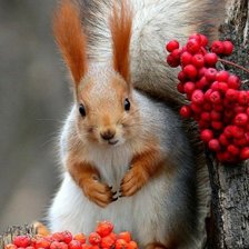 Схема вышивки «Белка»